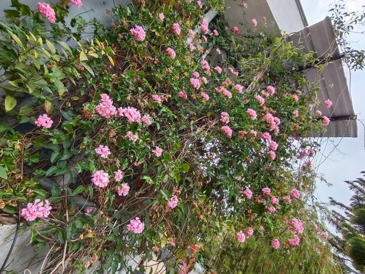 Silver Spruce Entire Nature Villa 코타지리 외부 사진