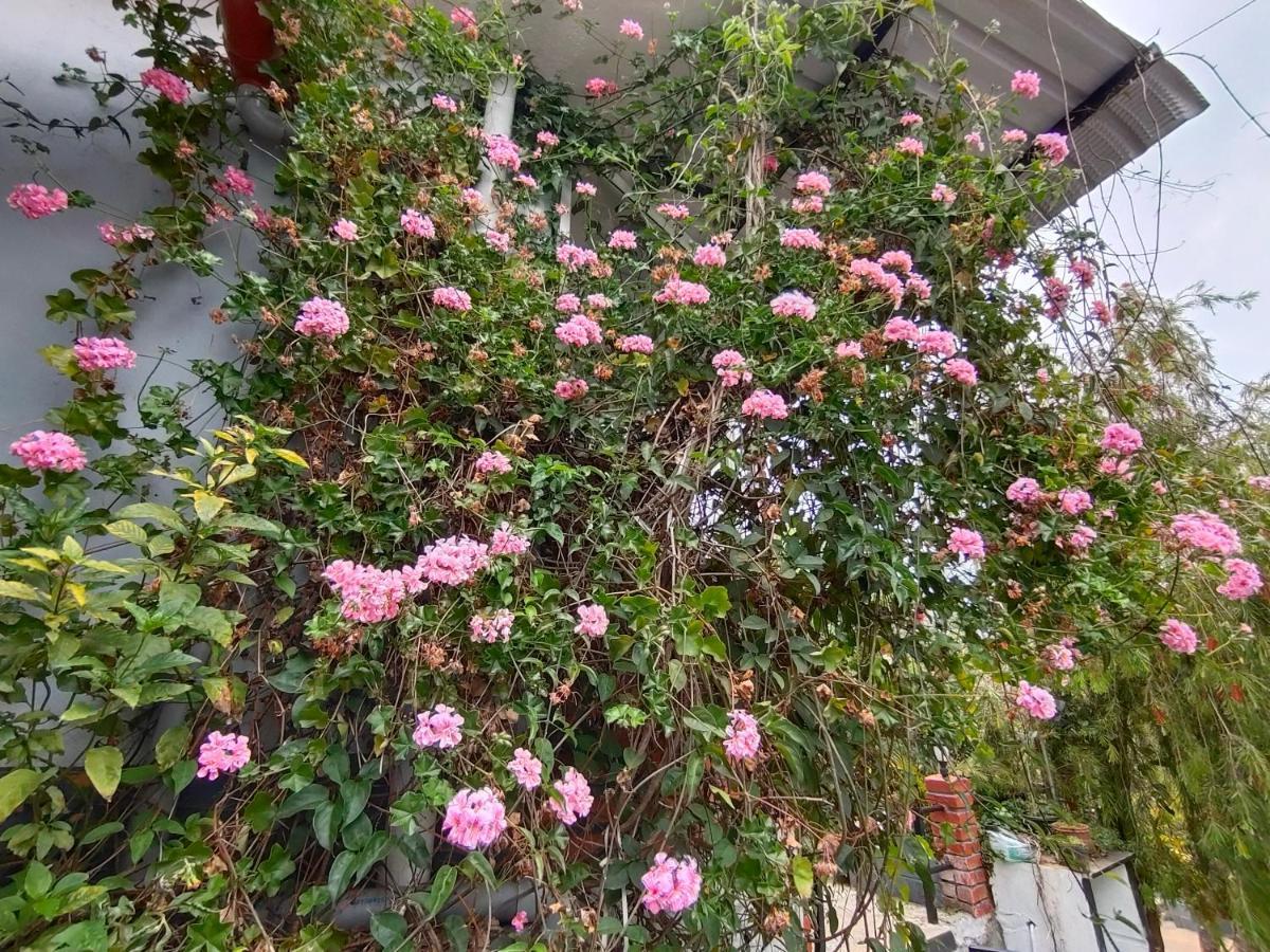 Silver Spruce Entire Nature Villa 코타지리 외부 사진
